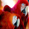 parrots puzzle