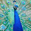 Peacock Jigsaw