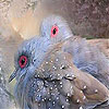 Pearl birds slide puzzle