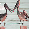 Pelicans at the beach slide puzzle