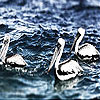 Pelicans in the river slide puzzle
