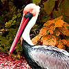 Pelicans on the little lake puzzle