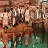 Penguins in the zoo slide puzzle