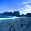Penguins Jigsaw Puzzle