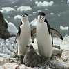 Penguins Slide Puzzle