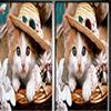 Pet Animals Spot The Difference
