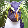 Pettish bird slide puzzle