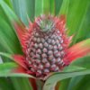 Pineapple Slider