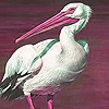 Pink beak  puzzle