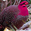 Pink crested bird slide puzzle