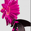 Pink daisy and black butterfly slide puzzle