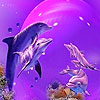Pink dolphins puzzle