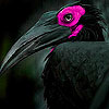 Pink eyes  slide puzzle