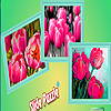 Pink garden tulips puzzle