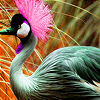 Pink headed bird in garden puzzle