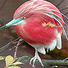 Pink honey bird slide puzzle