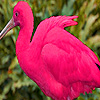 Pink ibis puzzle