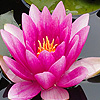 Pink water lily puzzle