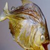 Piranha Slider