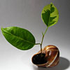 Plant in seashell