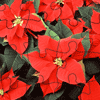 Poinsettia Jigsaw