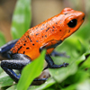 Poison Dart Frog Slider Puzzle