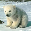 Little Polar Bear