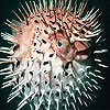 Porky fish slide puzzle