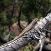 Prairie Lizard Jigsaw