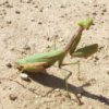 Praying Mantis Jigsaw