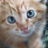Pretty Kitty