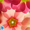 Primula Jigsaw Puzzle