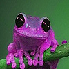 Purple acrobat frog slide puzzle