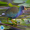 Purple Gallinule