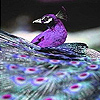 Purple peacock in the zoo slide puzzle