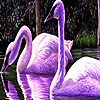 Purple swans in the lake puzzle