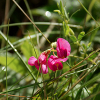 Puzzles: Pretty flower