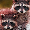 Raccoon brothers puzzle