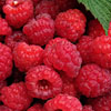 Raspberry