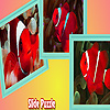 Red anemone fishes puzzle