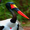 Red billed water bird slide puzzle