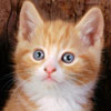 Red Cat
