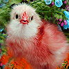 Red chick in garden puzzle