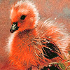 Red chick puzzle