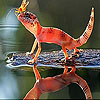 Red color friends slide puzzle