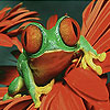 Red flower and frog slide puzzle