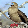 Red footed bird slide puzzle