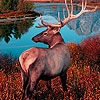 Red forest deers puzzle