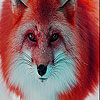 Red forest fox slide puzzle