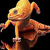 Red lizard slide puzzle
